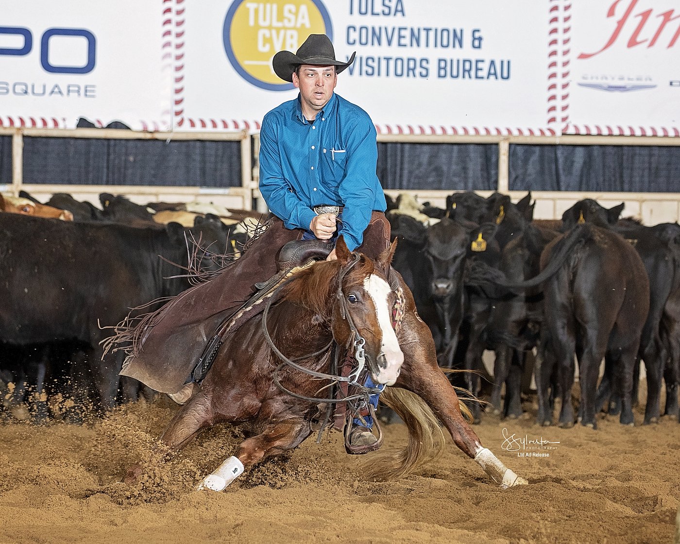 Horse Shows/ Dog Shows