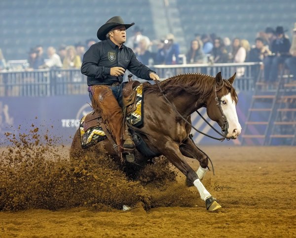 reining horse photo from The American Performance Horseman