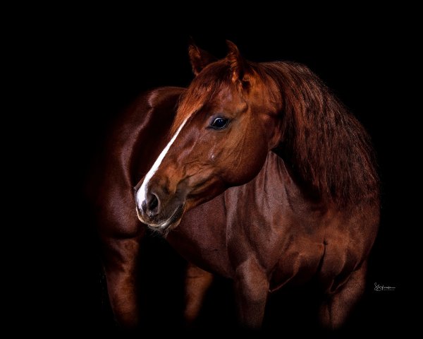 Studio Equine Photo
