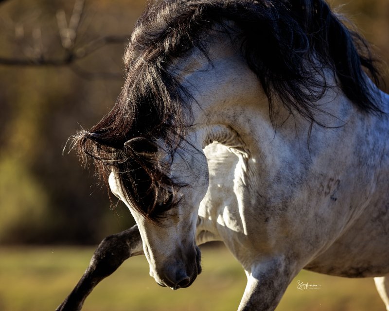 Equine Fine Art Portrait by S. Sylvester Photography